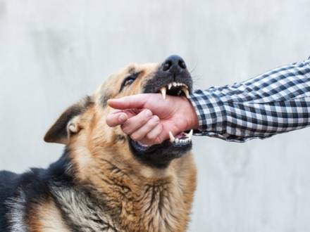 DuPage County, IL Dog Bite Lawyer