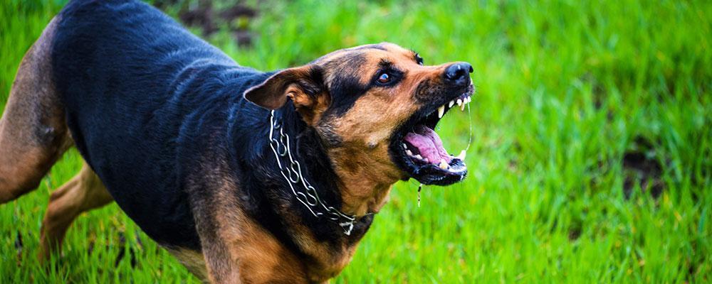 DuPage County dog bite wrongful death lawyer