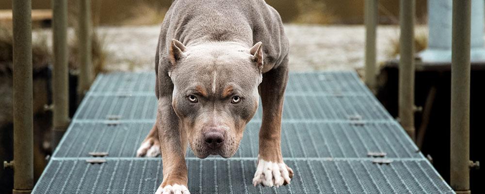 Illinois animal attack attorney for dangerous dog breeds