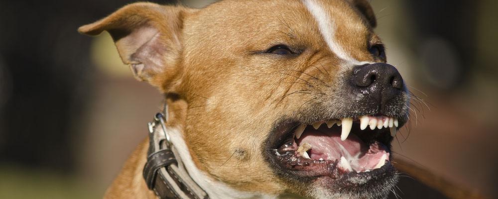 can you get nerve damage from a dog bite